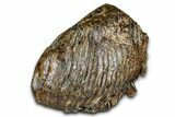 Fantastic, Fossil Woolly Mammoth Upper M Molar - Poland #370341-5